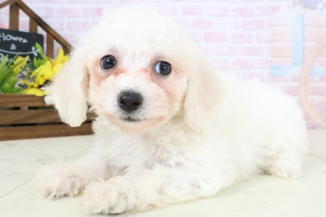 愛媛県のビションフリーゼ (Coo&RIKU愛媛松山店/2026年2月20日生まれ/男の子/ホワイト)の子犬の3枚目の画像