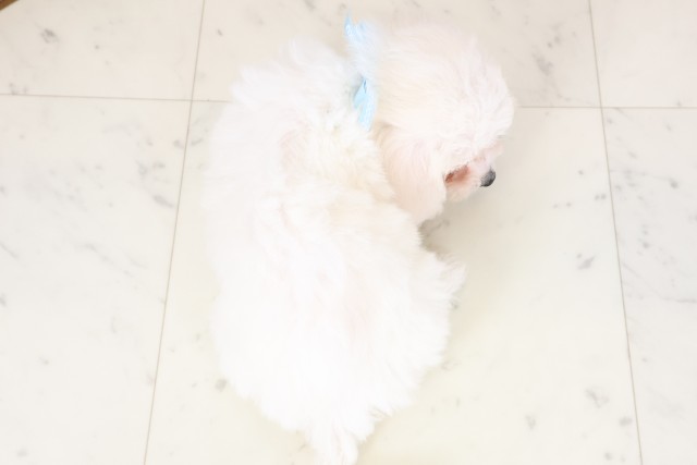 愛媛県のビションフリーゼ (Coo&RIKU愛媛松山店/2026年2月20日生まれ/男の子/ホワイト)の子犬の4枚目の画像