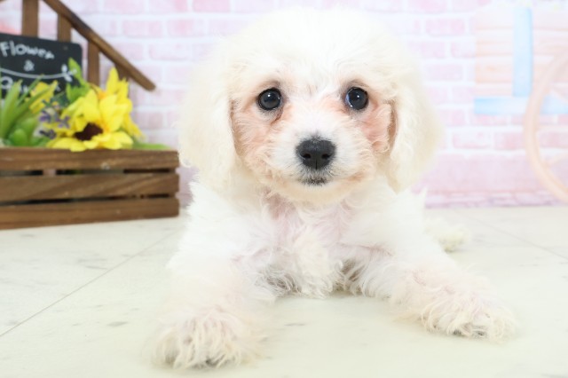 広島県のビションフリーゼ (Coo&RIKU広島北店/2026年2月20日生まれ/女の子/ホワイト)の子犬の1枚目の画像