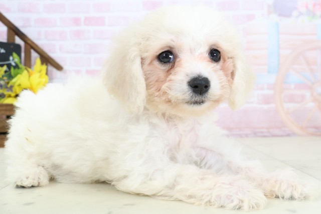 広島県のビションフリーゼ (Coo&RIKU広島北店/2026年2月20日生まれ/女の子/ホワイト)の子犬の2枚目の画像