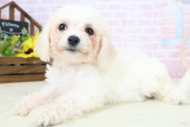 広島県のビションフリーゼ (Coo&RIKU広島北店/2026年2月20日生まれ/女の子/ホワイト)の子犬の3枚目の画像