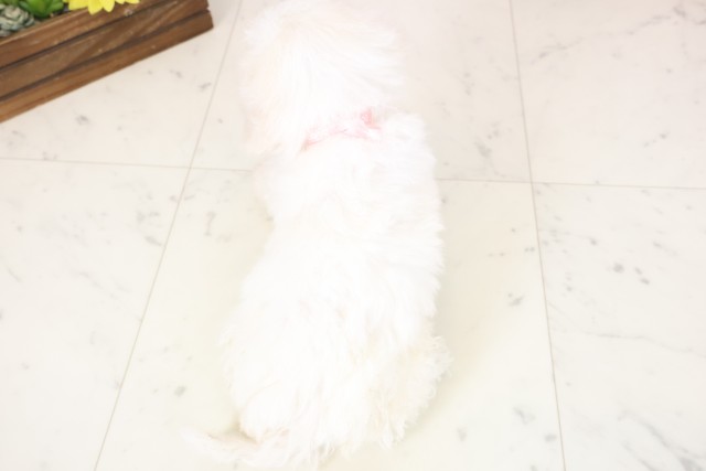 広島県のビションフリーゼ (Coo&RIKU広島北店/2026年2月20日生まれ/女の子/ホワイト)の子犬の4枚目の画像