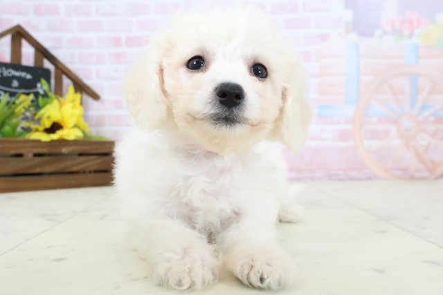 高知県のビションフリーゼ (Coo&RIKUのいち店/2026年2月20日生まれ/女の子/ホワイト)の子犬の1枚目の画像