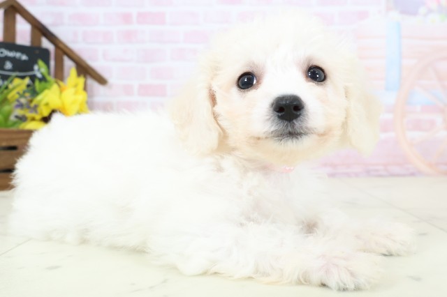 高知県のビションフリーゼ (Coo&RIKUのいち店/2026年2月20日生まれ/女の子/ホワイト)の子犬の2枚目の画像