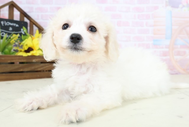 高知県のビションフリーゼ (Coo&RIKUのいち店/2026年2月20日生まれ/女の子/ホワイト)の子犬の3枚目の画像