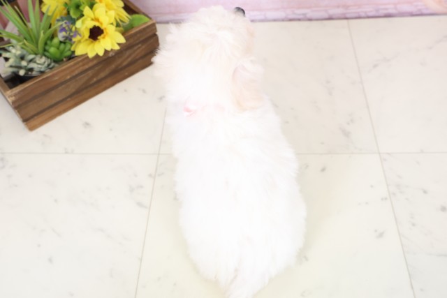 高知県のビションフリーゼ (Coo&RIKUのいち店/2026年2月20日生まれ/女の子/ホワイト)の子犬の4枚目の画像