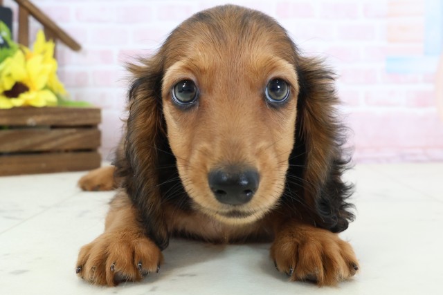 愛媛県のミニチュアダックスフンド(ロング) (Coo&RIKU大洲店/2026年2月21日生まれ/男の子/シェーデットレッド)の子犬の1枚目の画像