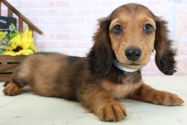 愛媛県のミニチュアダックスフンド(ロング) (Coo&RIKU大洲店/2026年2月21日生まれ/男の子/シェーデットレッド)の子犬の2枚目の画像