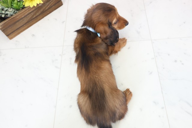 愛媛県のミニチュアダックスフンド(ロング) (Coo&RIKU大洲店/2026年2月21日生まれ/男の子/シェーデットレッド)の子犬の4枚目の画像