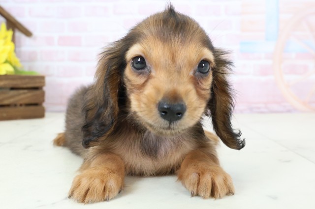 ミニチュア・ダックスフンド