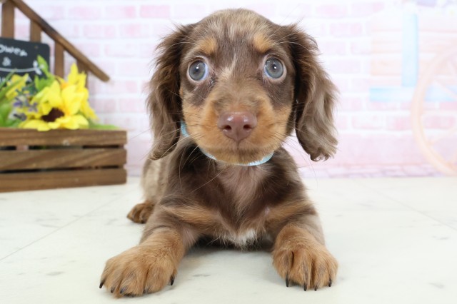 岡山県のミニチュアダックスフンド(ロング) (Coo&RIKU岡山店/2026年2月21日生まれ/男の子/チョコレートダップル)の子犬の1枚目の画像