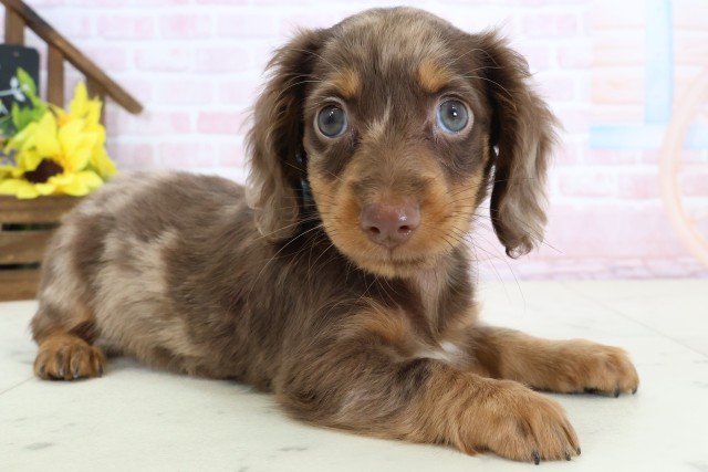 岡山県のミニチュアダックスフンド(ロング) (Coo&RIKU岡山店/2026年2月21日生まれ/男の子/チョコレートダップル)の子犬の2枚目の画像