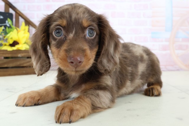 岡山県のミニチュアダックスフンド(ロング) (Coo&RIKU岡山店/2026年2月21日生まれ/男の子/チョコレートダップル)の子犬の3枚目の画像