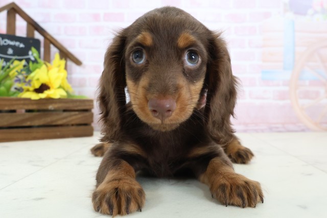 岡山県のミニチュアダックスフンド(ロング) (Coo&RIKU岡山店/2026年2月21日生まれ/女の子/チョコレートタン)の子犬の1枚目の画像