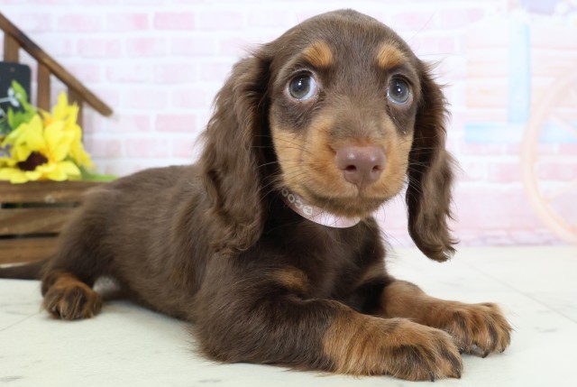 岡山県のミニチュアダックスフンド(ロング) (Coo&RIKU岡山店/2026年2月21日生まれ/女の子/チョコレートタン)の子犬の2枚目の画像