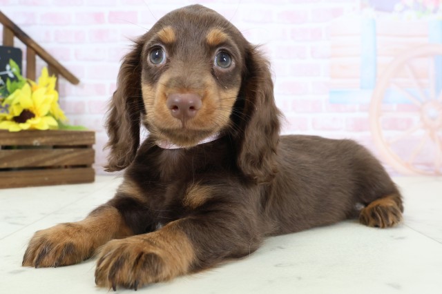 岡山県のミニチュアダックスフンド(ロング) (Coo&RIKU岡山店/2026年2月21日生まれ/女の子/チョコレートタン)の子犬の3枚目の画像