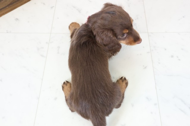 岡山県のミニチュアダックスフンド(ロング) (Coo&RIKU岡山店/2026年2月21日生まれ/女の子/チョコレートタン)の子犬の4枚目の画像