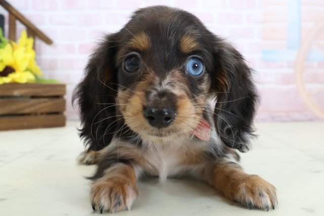 佐賀県のミニチュアダックスフンド(ロング) (Coo&RIKU佐賀神埼店/2026年2月21日生まれ/女の子/シルバーダップルパイボールド)の子犬の1枚目の画像