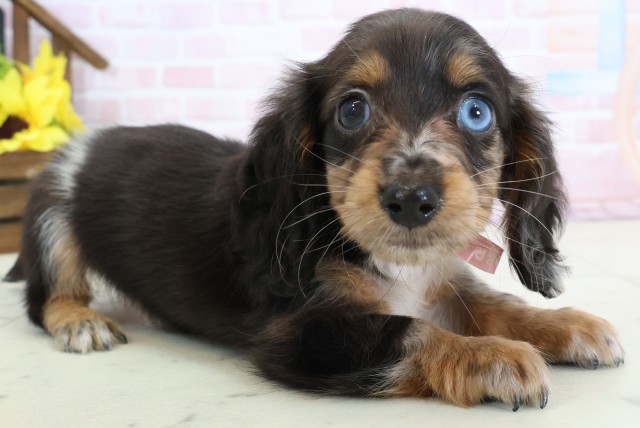 佐賀県のミニチュアダックスフンド(ロング) (Coo&RIKU佐賀神埼店/2026年2月21日生まれ/女の子/シルバーダップルパイボールド)の子犬の2枚目の画像