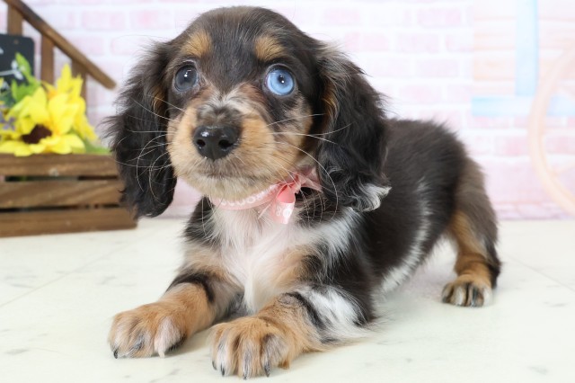 佐賀県のミニチュアダックスフンド(ロング) (Coo&RIKU佐賀神埼店/2026年2月21日生まれ/女の子/シルバーダップルパイボールド)の子犬の3枚目の画像