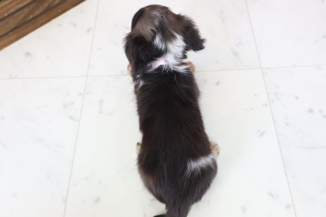 佐賀県のミニチュアダックスフンド(ロング) (Coo&RIKU佐賀神埼店/2026年2月21日生まれ/女の子/シルバーダップルパイボールド)の子犬の4枚目の画像