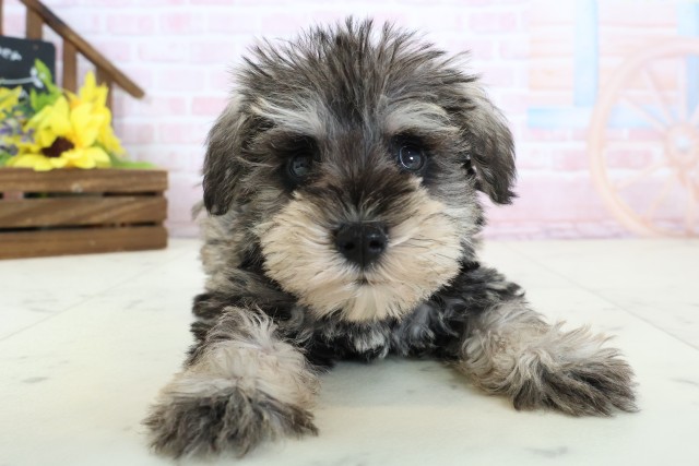 ミニチュア・シュナウザー