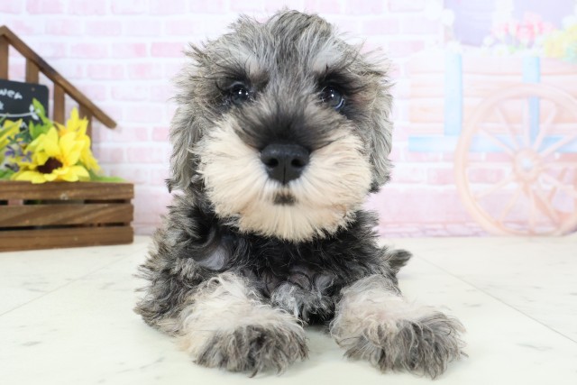 ミニチュア・シュナウザー
