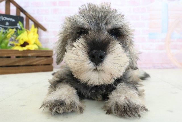 ミニチュア・シュナウザー