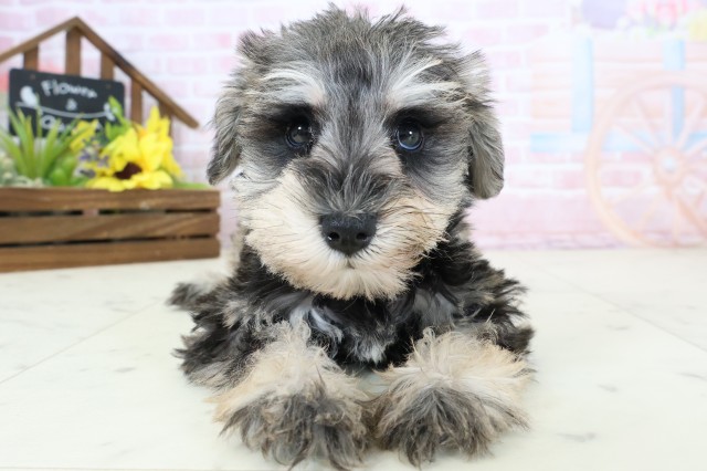 ミニチュア・シュナウザー
