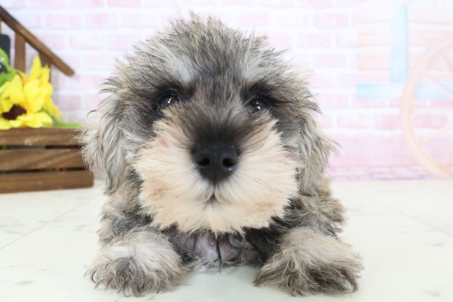 福岡県のミニチュアシュナウザー (Coo&RIKU黒崎店/2026年2月22日生まれ/女の子/ソルトペッパー)の子犬の1枚目の画像