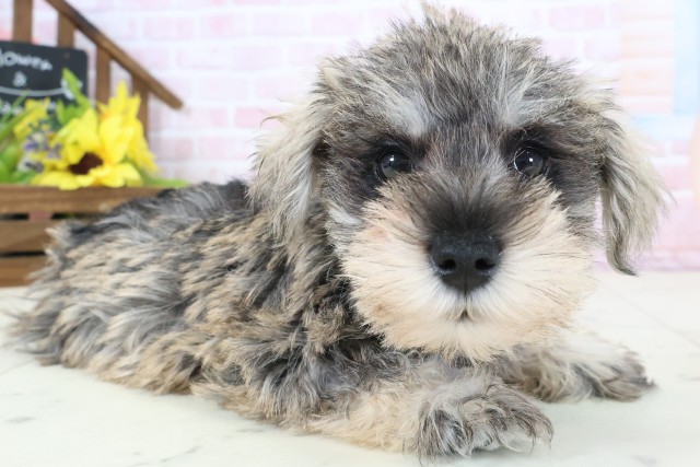 福岡県のミニチュアシュナウザー (Coo&RIKU黒崎店/2026年2月22日生まれ/女の子/ソルトペッパー)の子犬の2枚目の画像