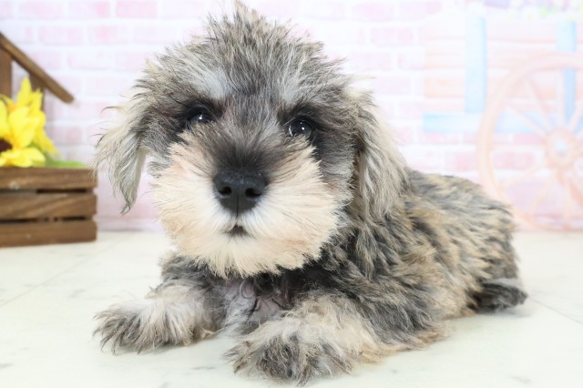 福岡県のミニチュアシュナウザー (Coo&RIKU黒崎店/2026年2月22日生まれ/女の子/ソルトペッパー)の子犬の3枚目の画像