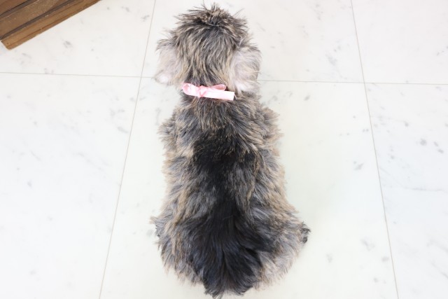 福岡県のミニチュアシュナウザー (Coo&RIKU黒崎店/2026年2月22日生まれ/女の子/ソルトペッパー)の子犬の4枚目の画像