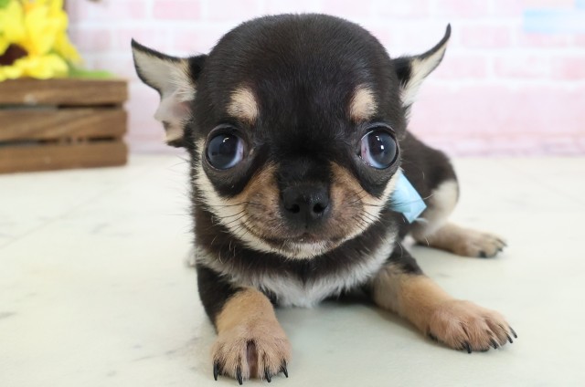 広島県のチワワ(スムース) (Coo&RIKU広島中央店/2026年2月16日生まれ/男の子/ブラックタンホワイト)の子犬の1枚目の画像