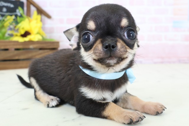 広島県のチワワ(スムース) (Coo&RIKU広島中央店/2026年2月16日生まれ/男の子/ブラックタンホワイト)の子犬の2枚目の画像