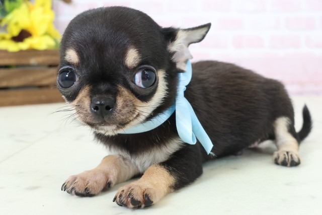 広島県のチワワ(スムース) (Coo&RIKU広島中央店/2026年2月16日生まれ/男の子/ブラックタンホワイト)の子犬の3枚目の画像