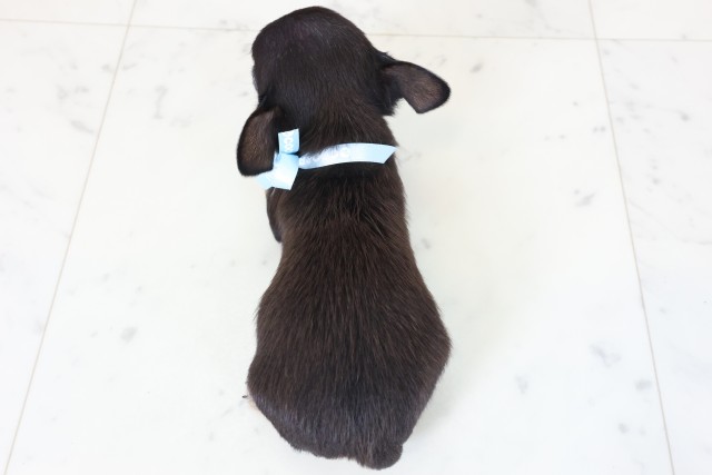 広島県のチワワ(スムース) (Coo&RIKU広島中央店/2026年2月16日生まれ/男の子/ブラックタンホワイト)の子犬の4枚目の画像