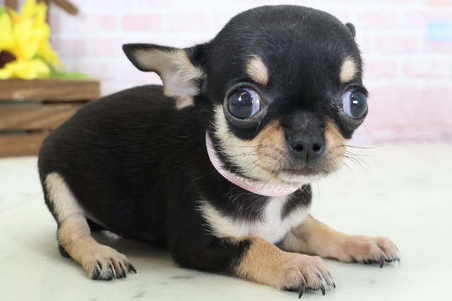 広島県のチワワ(スムース) (Coo&RIKUゆめタウン大竹店/2026年2月16日生まれ/女の子/ブラックタンホワイト)の子犬の2枚目の画像