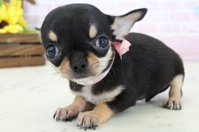 広島県のチワワ(スムース) (Coo&RIKUゆめタウン大竹店/2026年2月16日生まれ/女の子/ブラックタンホワイト)の子犬の3枚目の画像