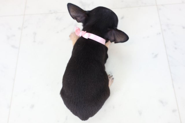 広島県のチワワ(スムース) (Coo&RIKUゆめタウン大竹店/2026年2月16日生まれ/女の子/ブラックタンホワイト)の子犬の4枚目の画像