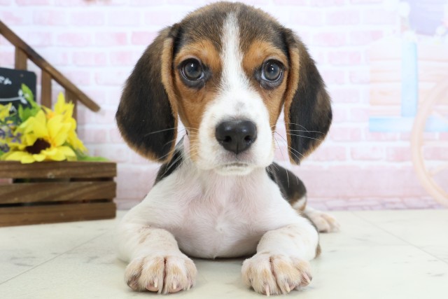 広島県のビーグル (Coo&RIKU東広島店/2026年2月1日生まれ/女の子/ハウンドカラー)の子犬の1枚目の画像