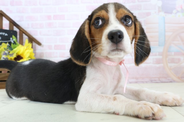 広島県のビーグル (Coo&RIKU東広島店/2026年2月1日生まれ/女の子/ハウンドカラー)の子犬の2枚目の画像