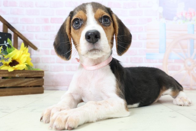 広島県のビーグル (Coo&RIKU東広島店/2026年2月1日生まれ/女の子/ハウンドカラー)の子犬の3枚目の画像