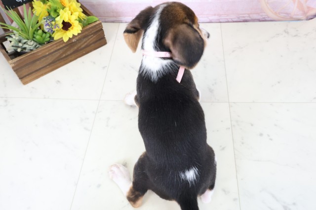 広島県のビーグル (Coo&RIKU東広島店/2026年2月1日生まれ/女の子/ハウンドカラー)の子犬の4枚目の画像