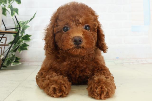 香川県のトイプードル(トイ) (Coo&RIKU高松上福岡店/2026年2月18日生まれ/女の子/レッド)の子犬の1枚目の画像