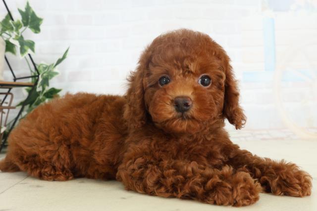 香川県のトイプードル(トイ) (Coo&RIKU高松上福岡店/2026年2月18日生まれ/女の子/レッド)の子犬の2枚目の画像