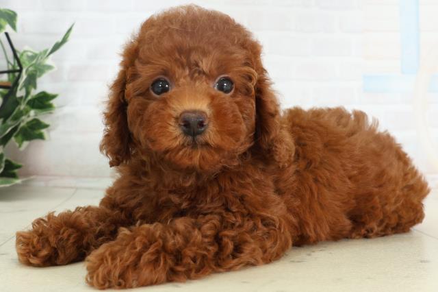 香川県のトイプードル(トイ) (Coo&RIKU高松上福岡店/2026年2月18日生まれ/女の子/レッド)の子犬の3枚目の画像