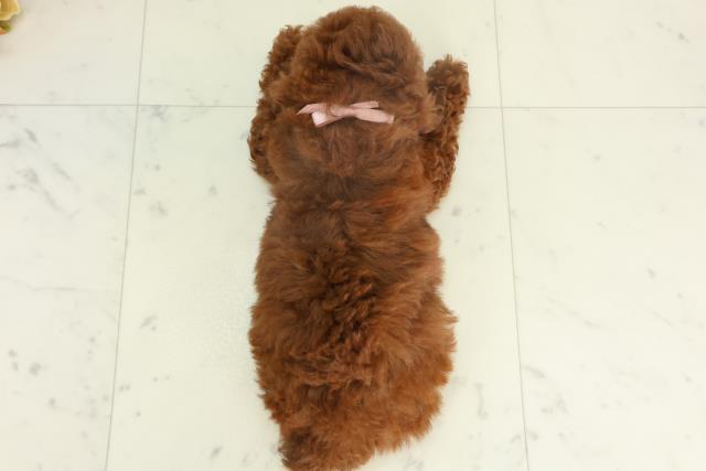 香川県のトイプードル(トイ) (Coo&RIKU高松上福岡店/2026年2月18日生まれ/女の子/レッド)の子犬の4枚目の画像