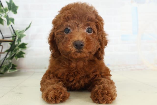 宮崎県のトイプードル(トイ) (Coo&RIKU宮崎店/2026年2月18日生まれ/女の子/レッド)の子犬の1枚目の画像