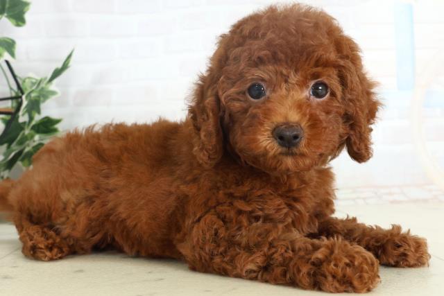 宮崎県のトイプードル(トイ) (Coo&RIKU宮崎店/2026年2月18日生まれ/女の子/レッド)の子犬の2枚目の画像